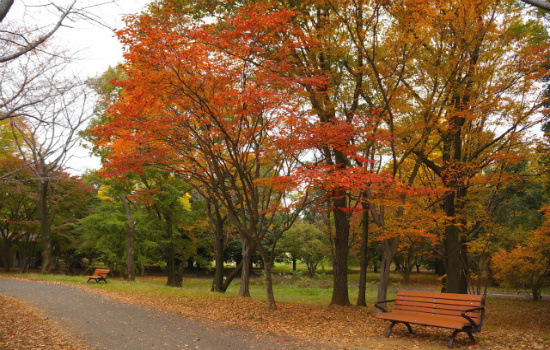 mùa thu lá đỏ nhật bản, khám phá, mùa thu lá đỏ và 4 điều cần biết khi đi du lịch nhật bản