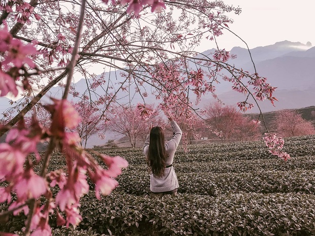 hoa anh đào sapa, hoa mai anh đào sapa, hoa đào rừng sapa, hoa đào sapa nở tháng mấy, mùa hoa đào sapa, khám phá, săn hoa anh đào sapa cuối năm, ngắm đồi chè ô long đẹp hút hồn