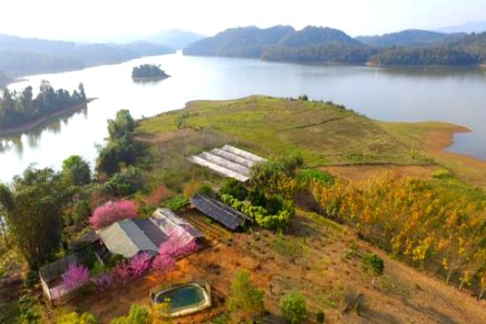 Đảo hoa anh đào hồng rực giữa lòng hồ Pá Khoang, Điện Biên