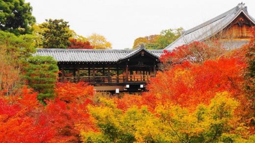 Mùa lá đỏ ở Kyoto vào tháng mấy? Những địa điểm ngắm lá đỏ ở Kyoto siêu đẹp