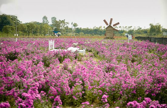Ngỡ ngàng trước cánh đồng hoa Thạch Thảo Tím đẹp rụng tim ở Hà Nội