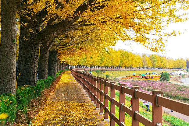 Những địa điểm du lịch mùa thu Hàn Quốc đẹp mê mẩn