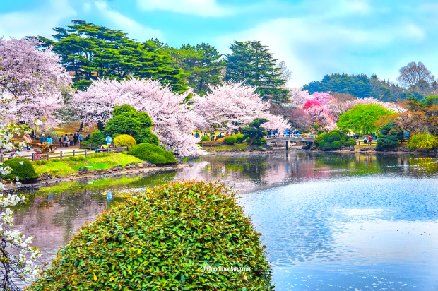 Mùa hoa anh đào Nhật Bản – Điểm ngắm hoa ấn tượng nhất