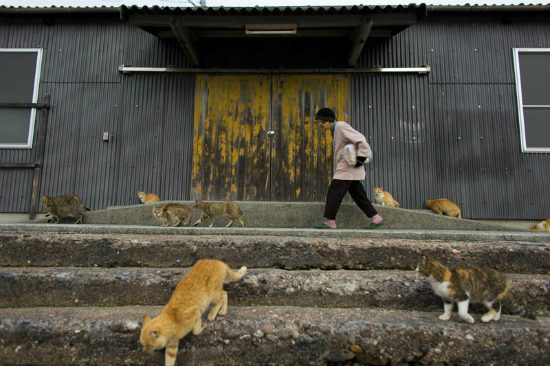 Tashirojima – Nhật Bản: thánh địa cho những kẻ yêu mèo.
