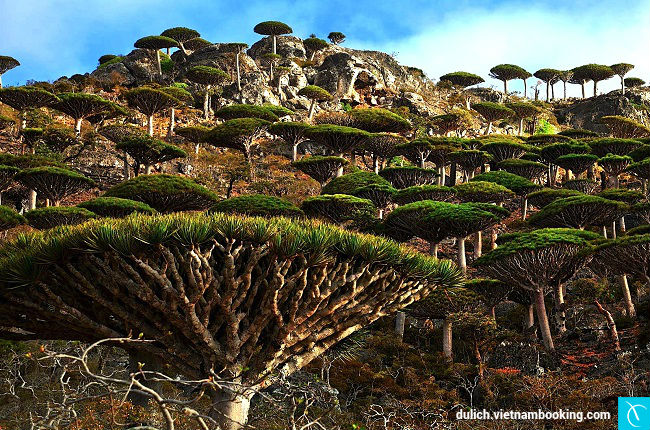 Khám phá hòn đảo Socotra kì lạ nhất hành tinh