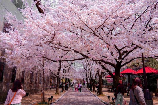 5 điểm ngắm hoa anh đào tuyệt đẹp ở Tokyo
