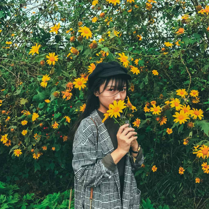 Các địa điểm ngắm hoa dã quỳ đẹp mê hồn ở khắp Việt Nam