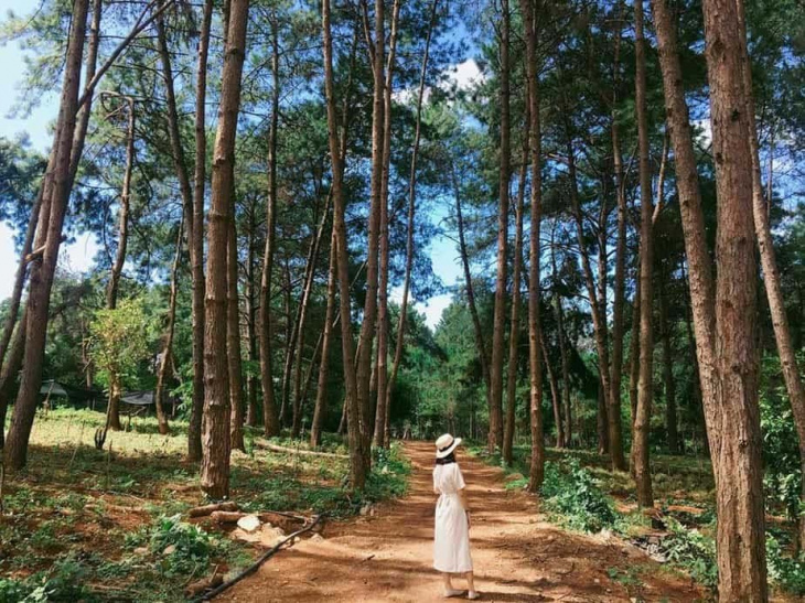 khám phá, trải nghiệm, top 7 rừng thông đà lạt đẹp nhất mà giới trẻ mê mẩn check-in