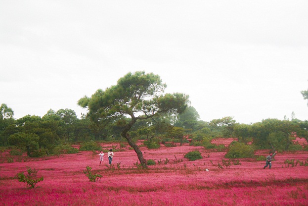 Phát hiện đồi cỏ hồng phiên bản 2 của Đà Lạt đẹp như tranh vẽ tại Gia Lai