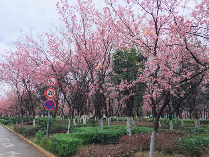 Mùa hoa Mai Anh Đào Mông Tự – Kiến Thủy đẹp như Hàn Quốc – Nhật Bản