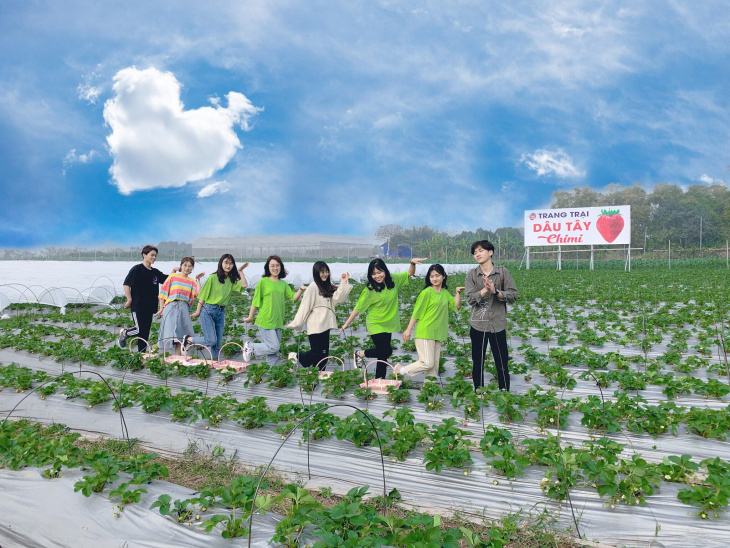 khám phá, trải nghiệm, “khuấy đảo” vườn dâu tây chimi farm ngay giữa lòng hà nội