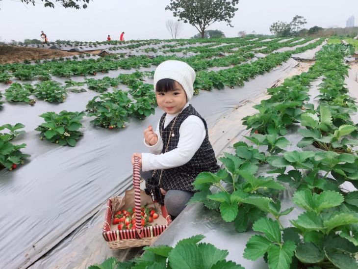 khám phá, trải nghiệm, “khuấy đảo” vườn dâu tây chimi farm ngay giữa lòng hà nội