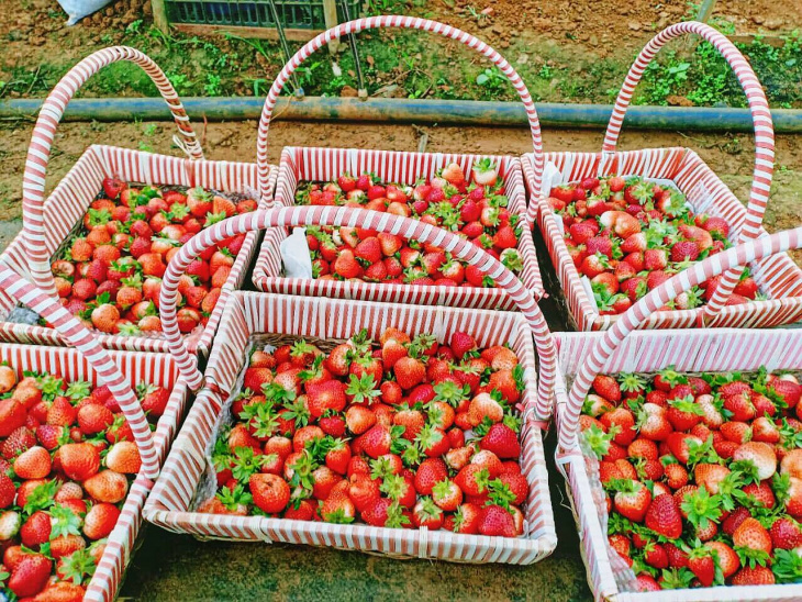 khám phá, trải nghiệm, “khuấy đảo” vườn dâu tây chimi farm ngay giữa lòng hà nội