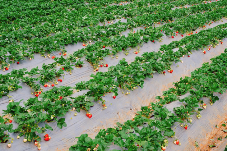 khám phá, trải nghiệm, “khuấy đảo” vườn dâu tây chimi farm ngay giữa lòng hà nội