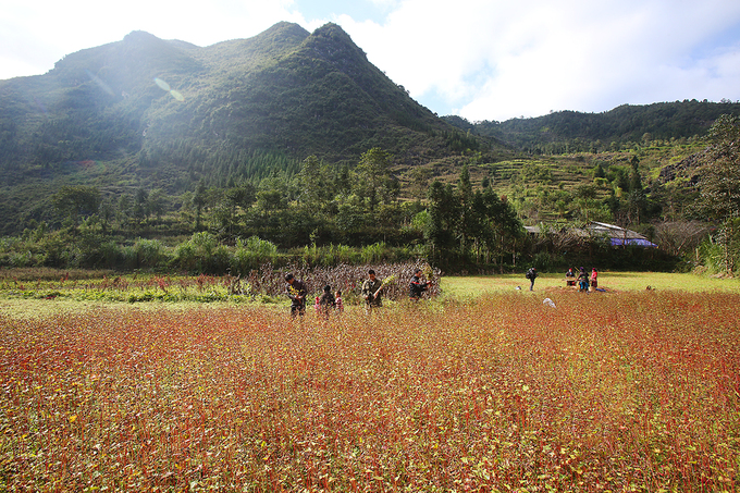 hà giang, khám phá, trải nghiệm, người mông thu hoạch tam giác mạch