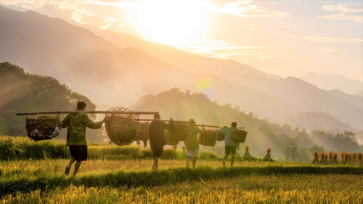 Mùa gặt ở Phương Độ – Hà Giang
