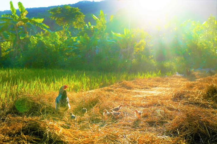 hà giang, khám phá, trải nghiệm, mùa gặt ở phương độ – hà giang