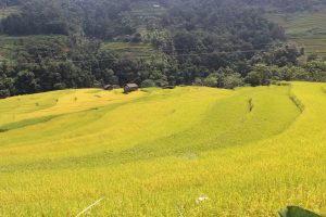 hà giang, khám phá, trải nghiệm, hoàng su phì mộc mạc và nên thơ mùa lúa chín.