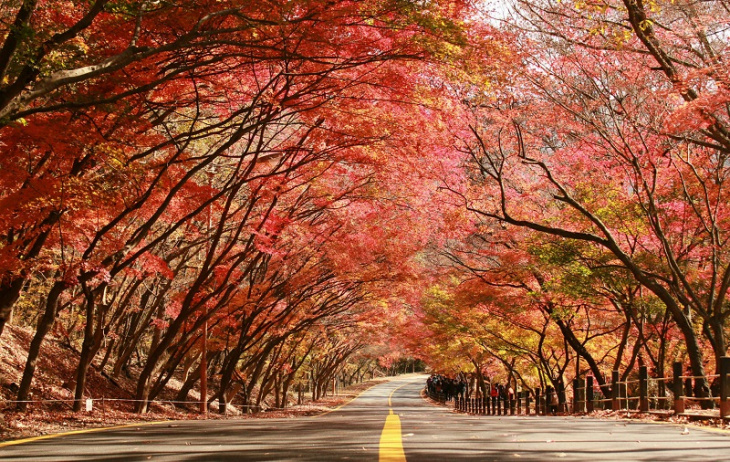 Du lịch Hàn Quốc tự túc: Những điểm ngắm lá vàng, lá đỏ đẹp nhất Seoul và cách đi