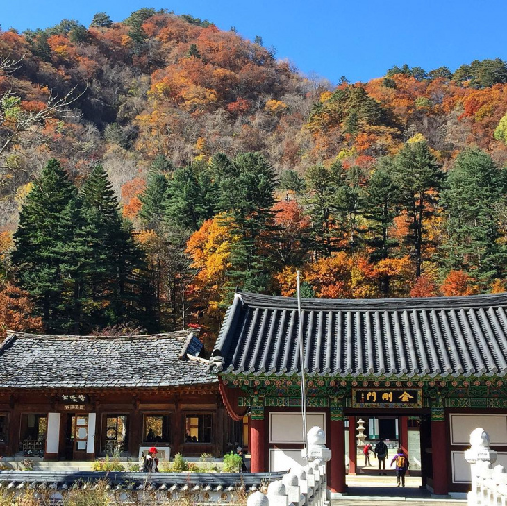 khám phá, trải nghiệm, ngắm lá phong và đi cáp treo tại vườn quốc gia seoraksan từ seoul