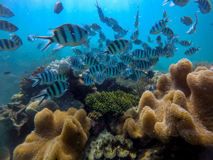 khám phá, trải nghiệm, lặn ngắm san hô phú quốc: trải nghiệm không thể bỏ qua tại đảo ngọc