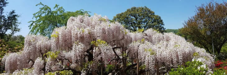 Các Lễ Hội Ở Nhật Bản: Không Thể Bỏ Qua Hội Hoa Xuân Tokyo