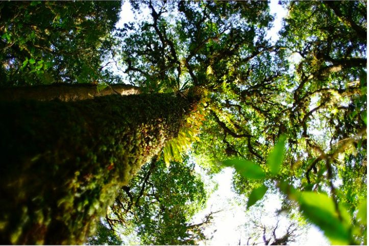 khám phá, trải nghiệm, review 1 ngày đi rừng quốc gia doi inathon, chinh phục nơi cao nhất thái lan (từ chiang mai)