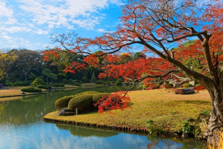 khám phá, trải nghiệm, du lịch nhật bản tự túc: những điểm ngắm lá đỏ ở tokyo siêu đẹp siêu lãng mạn