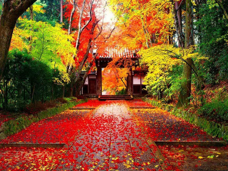 Du lịch Hàn Quốc tự túc: Những điểm ngắm lá phong đẹp nhất xứ Hàn