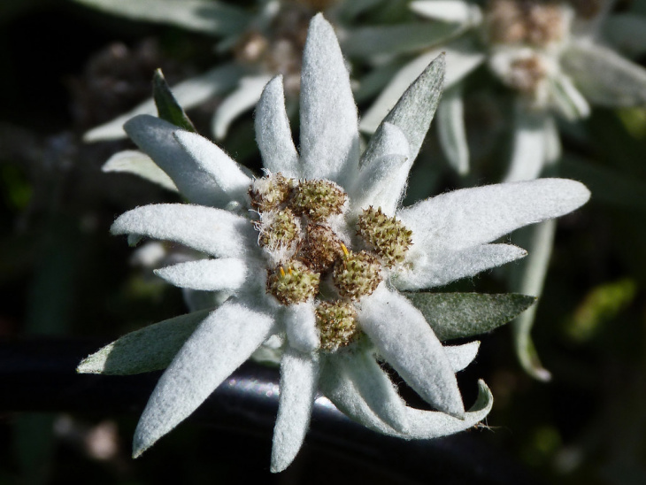 khám phá, trải nghiệm, có gì ở công viên edelweiss swiss – một châu âu thu nhỏ gần seoul?