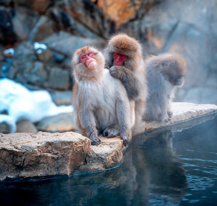 khám phá, trải nghiệm, du lịch nhật bản tự túc: 3 vườn thú đáng yêu dành cho trẻ nhỏ ở nhật bản