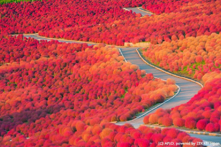 khám phá, trải nghiệm, những nơi ngắm lá đỏ không thể bỏ qua khi tự túc du lịch nhật bản vào mùa thu – phần 1: tokyo