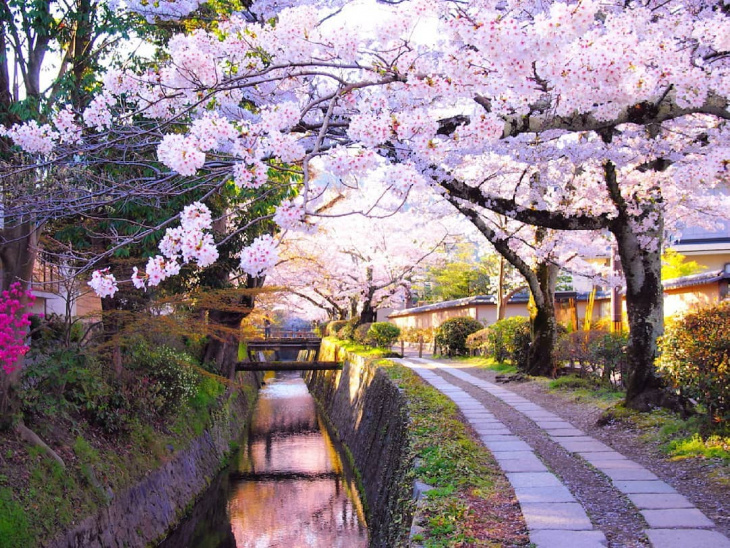 Tự đi Kyoto ngắm hoa anh đào : Vừa đi vừa ngắm