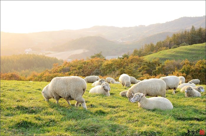 Lộ diện trang trại cừu đẹp nhất Gangwon, Hàn Quốc