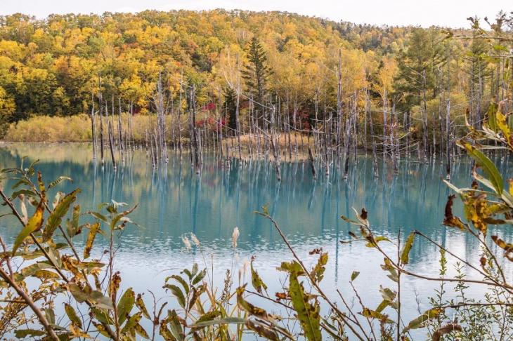 Du lịch Nhật Bản tự túc: Nếu muốn đi Hokkaido tận hưởng mùa thu thì đi đâu? Làm gì?