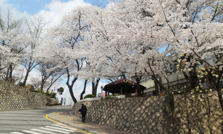 khám phá, trải nghiệm, du lịch hàn quốc mùa xuân: những nơi ngắm hoa anh đào đẹp nhất seoul