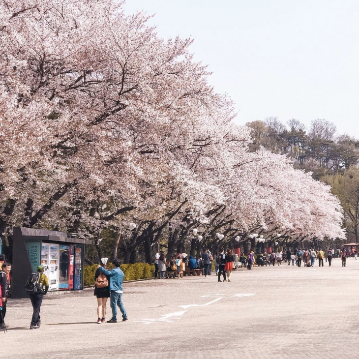 khám phá, trải nghiệm, du lịch hàn quốc mùa xuân: những nơi ngắm hoa anh đào đẹp nhất seoul