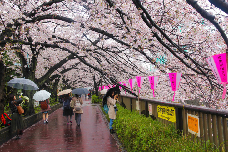Những điểm ngắm hoa anh đào sakura đẹp nhất Nhật Bản