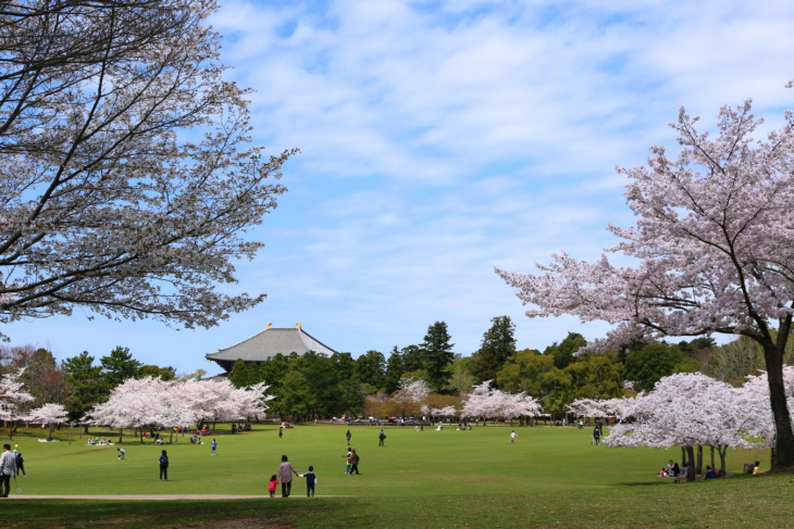 khám phá, trải nghiệm, những điểm ngắm hoa anh đào sakura đẹp nhất nhật bản