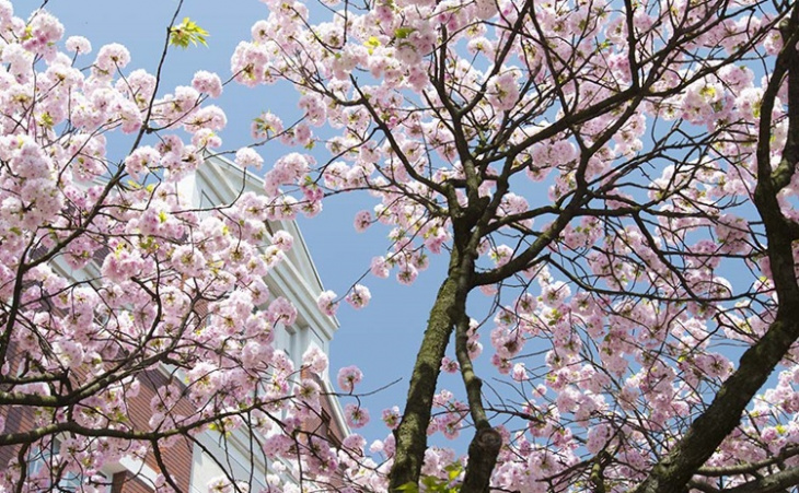 khám phá, trải nghiệm, những điểm ngắm hoa anh đào sakura đẹp nhất nhật bản