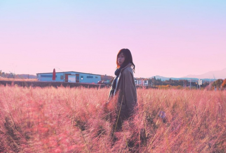 Những điểm ngắm cỏ hồng đẹp tựa thiên đường ở Hàn Quốc