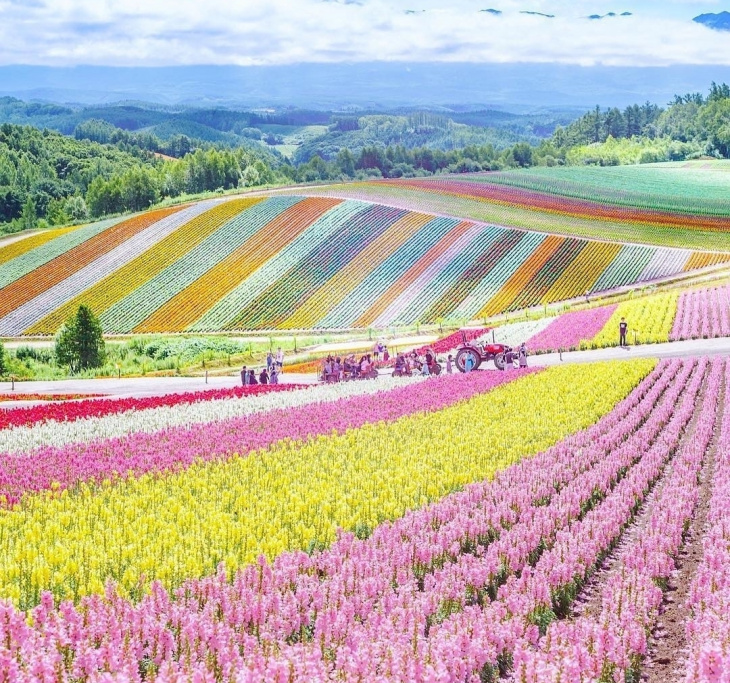 Du lịch Nhật Bản tự túc: Đi Hokkaido Ngắm Hoa Oải Hương (Lavender) Nở Rộ