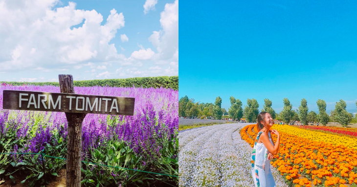 khám phá, trải nghiệm, du lịch nhật bản tự túc: đi hokkaido ngắm hoa oải hương (lavender) nở rộ