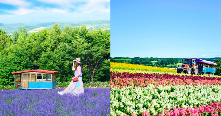 khám phá, trải nghiệm, du lịch nhật bản tự túc: đi hokkaido ngắm hoa oải hương (lavender) nở rộ