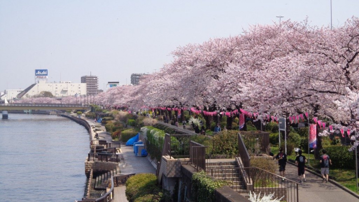Tự túc đi Nhật Bản: Những nơi ngắm hoa anh đào đẹp nhất quanh Tokyo
