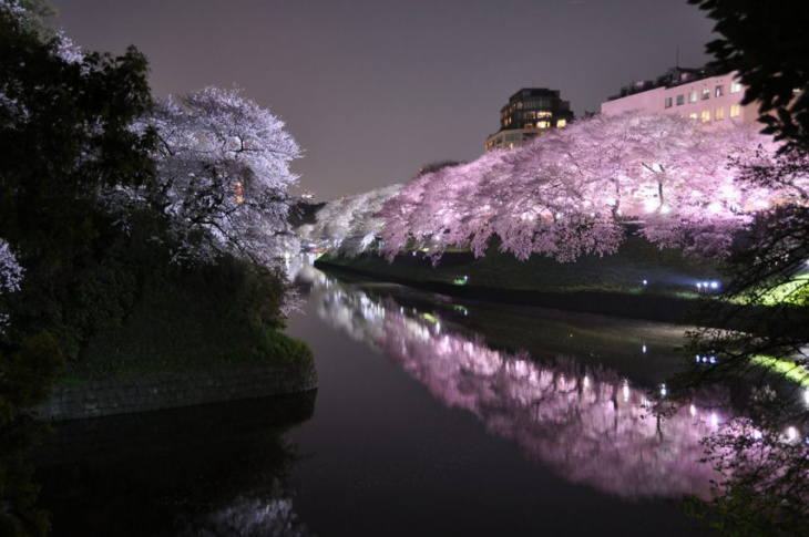 khám phá, trải nghiệm, tự túc đi nhật bản: những nơi ngắm hoa anh đào đẹp nhất quanh tokyo