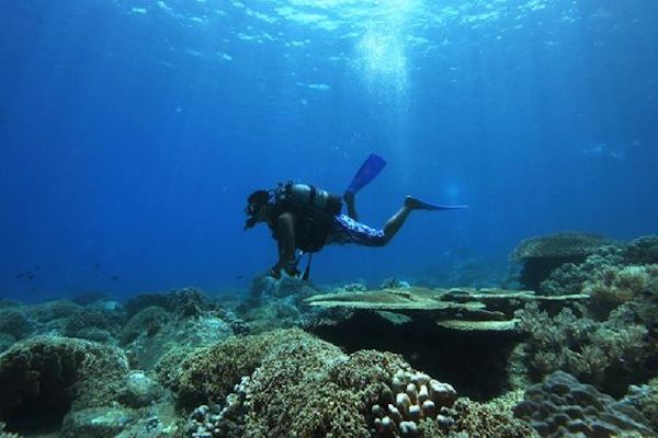 khám phá, trải nghiệm, lặn biển nha trang: đến hòn mun ngắm san hô trong làn nước trong vắt