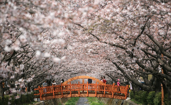 Du lịch Hàn Quốc tháng 4: Cách đi những lễ hội hoa đẹp nhất Hàn Quốc