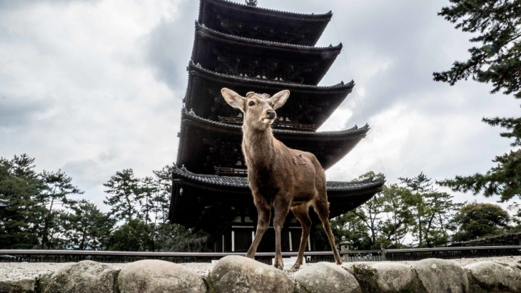 Du lịch tự túc Nhật Bản 7 ngày: Kyoto-Osaka-Hiroshima- Nara: Phần 4: Nara