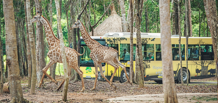 khám phá, công viên safari phú quốc có gì chơi? kinh nghiệm du lịch vườn thú safari